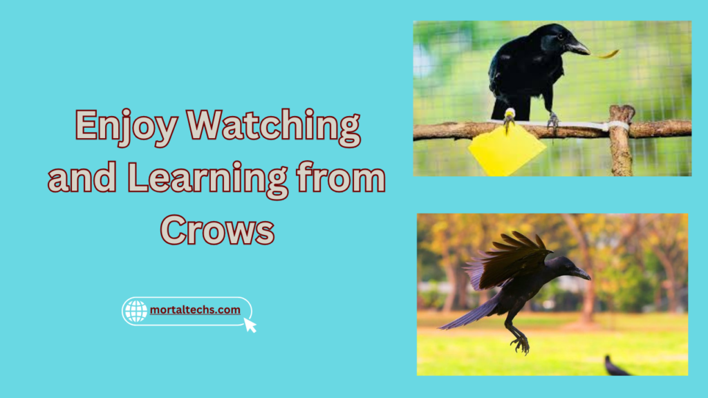 Enjoy Watching and Learning from Crows