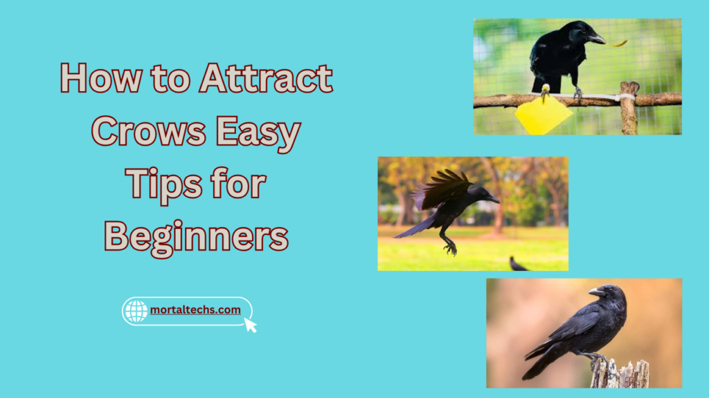 How to Attract Crows Easy Tips for Beginners